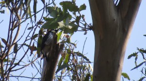 Acorn Woodpecker