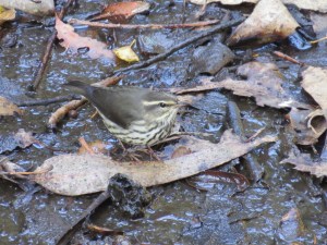 Northern Waterthrush