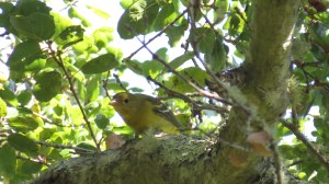 Western Tanager