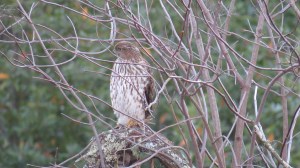 Coopers Hawk