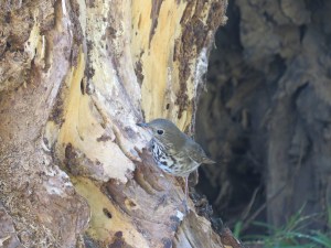 Hermit Thrush