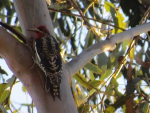Red-breasted sapsucker
