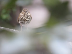 Hermit Thrush