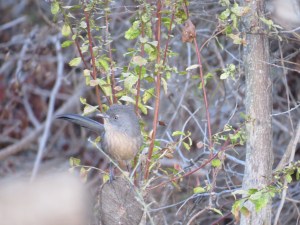 Wrentit