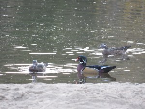 Wood Duck