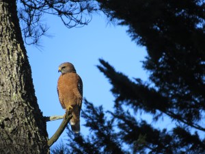 Red-shouldered Hawk