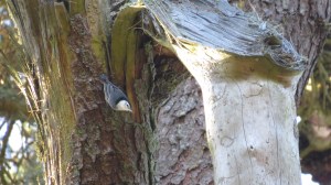 White-breasted Nuthatch