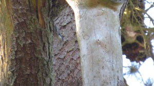 White-breasted Nuthatch