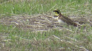 Horned Lark