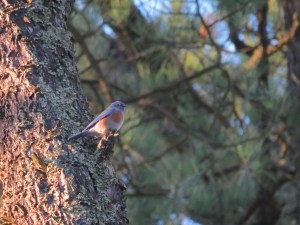 Western Bluebird