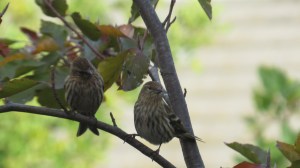 Pine Siskin