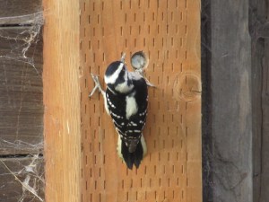 Downy Woodpecker