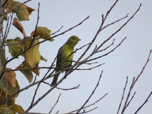 Western Tanager