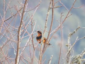 Varied Thrush