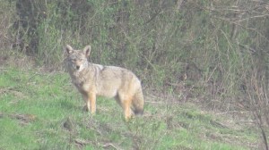 Coyote