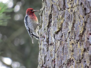 Red-breasted Sapsucker
