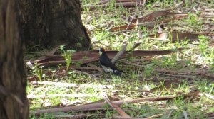 Acorn Woodpecker