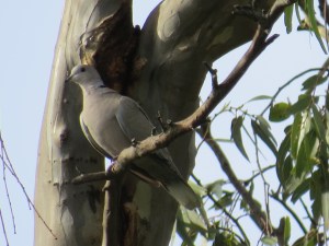 Eurasian Collared Dove