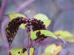 Lady Beetles