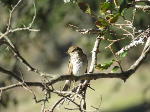 Hermit Thrush