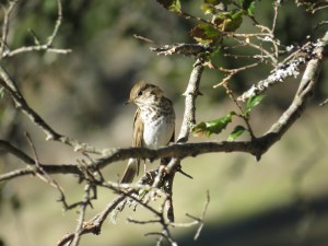 Hermit Thrush