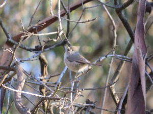 Oak Titmouse