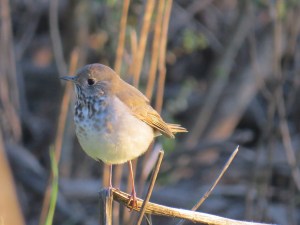 Hermit Thrush