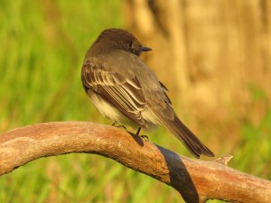 Black Phoebe