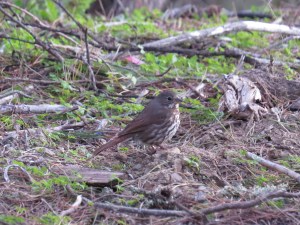 Fox Sparrow