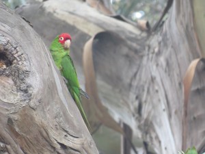 Red-masked Parakeet