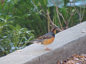Varied Thrush