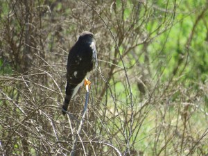 Sharp-shinned Hawk