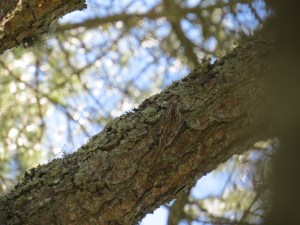 Brown Creeper