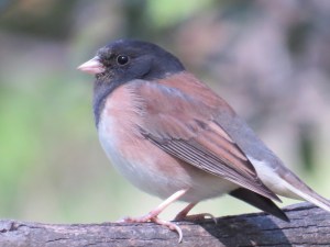 Dark-eyed Junco