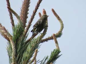 Pine Siskin