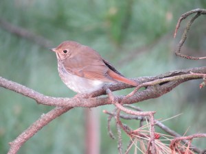 Hermit Thrush