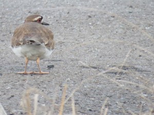 Killdeer