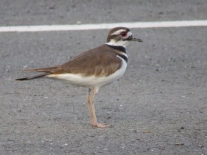 Killdeer