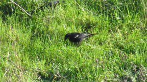 Tricolored Blackbird