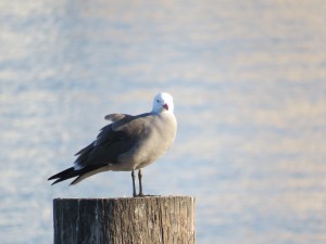 Heermann's gull