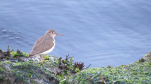 Spotted Sandpiper