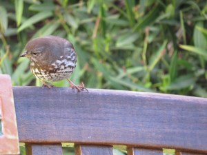 Fox Sparrow