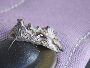 Alfalfa Looper Moth?