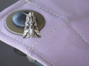 Alfalfa Looper Moth?