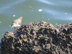 Spotted Sandpiper