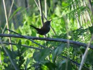House Wren