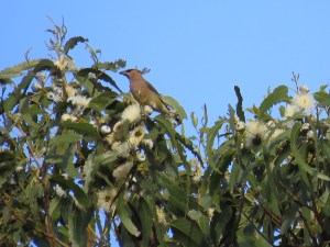Cedar Waxwing