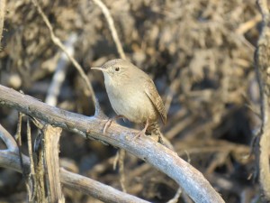 House Wren