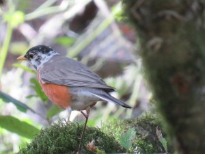 American Robin