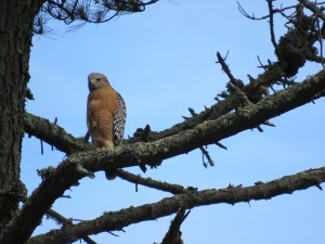 Red-shouldered Hawk